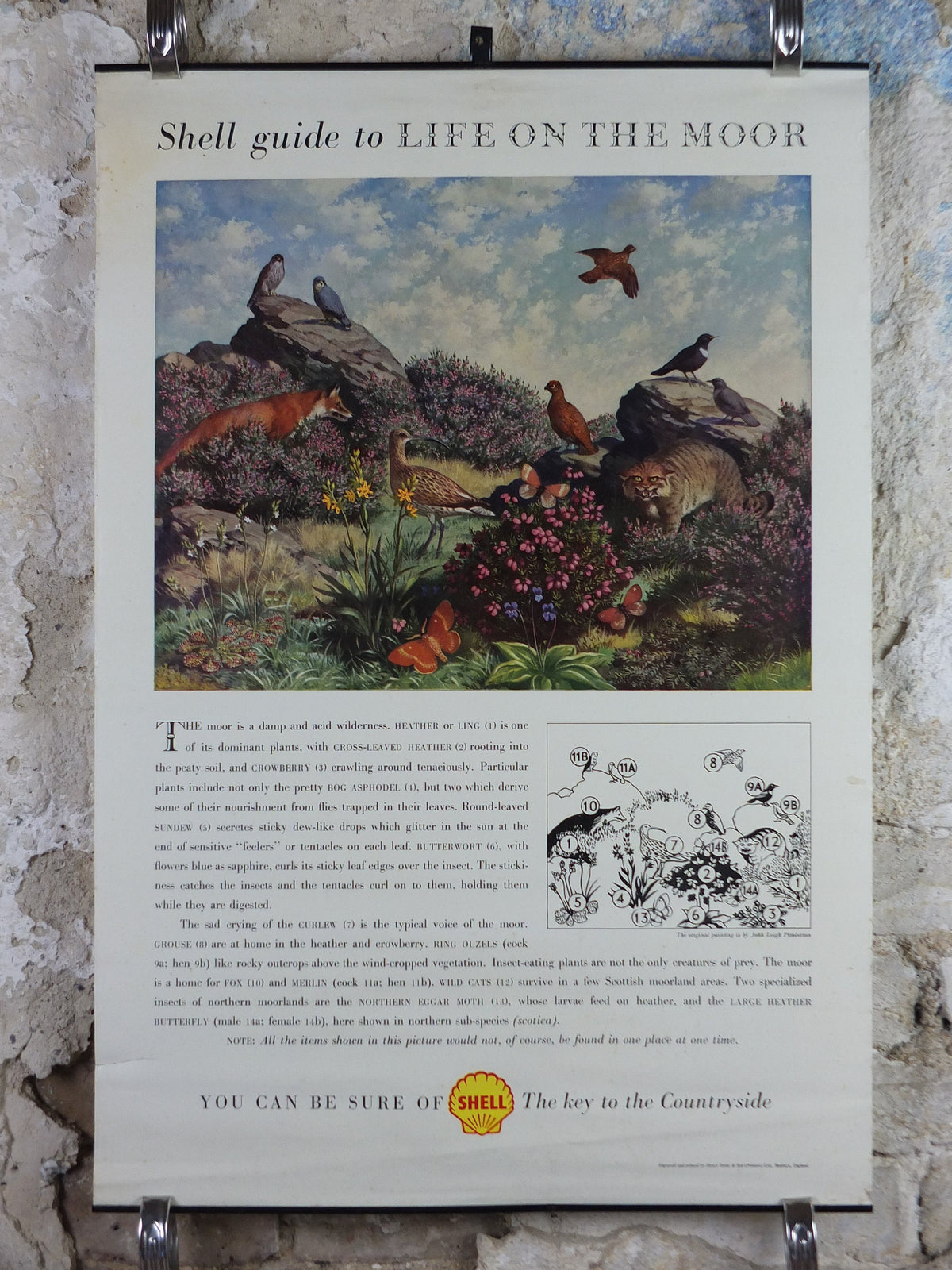Vintage Shell Guide to Life on the Moor Poster, botanical and zoological, educational wall art by John Leigh Pemberton 1950s