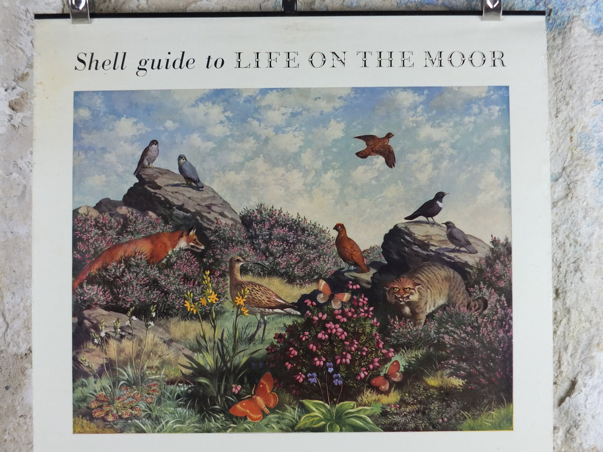 Vintage Shell Guide to Life on the Moor Poster, botanical and zoological, educational wall art by John Leigh Pemberton 1950s