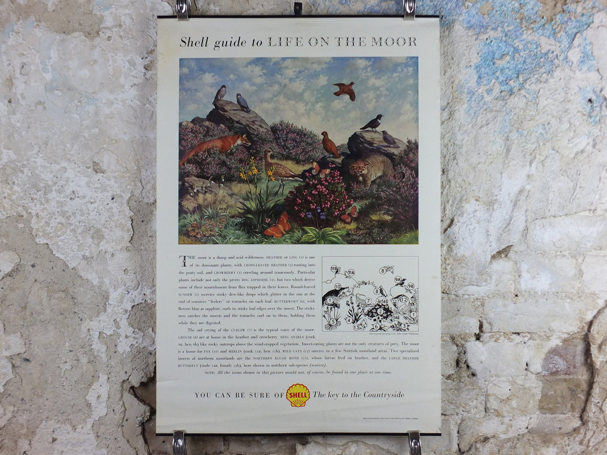 Vintage Shell Guide to Life on the Moor Poster, botanical and zoological, educational wall art by John Leigh Pemberton 1950s