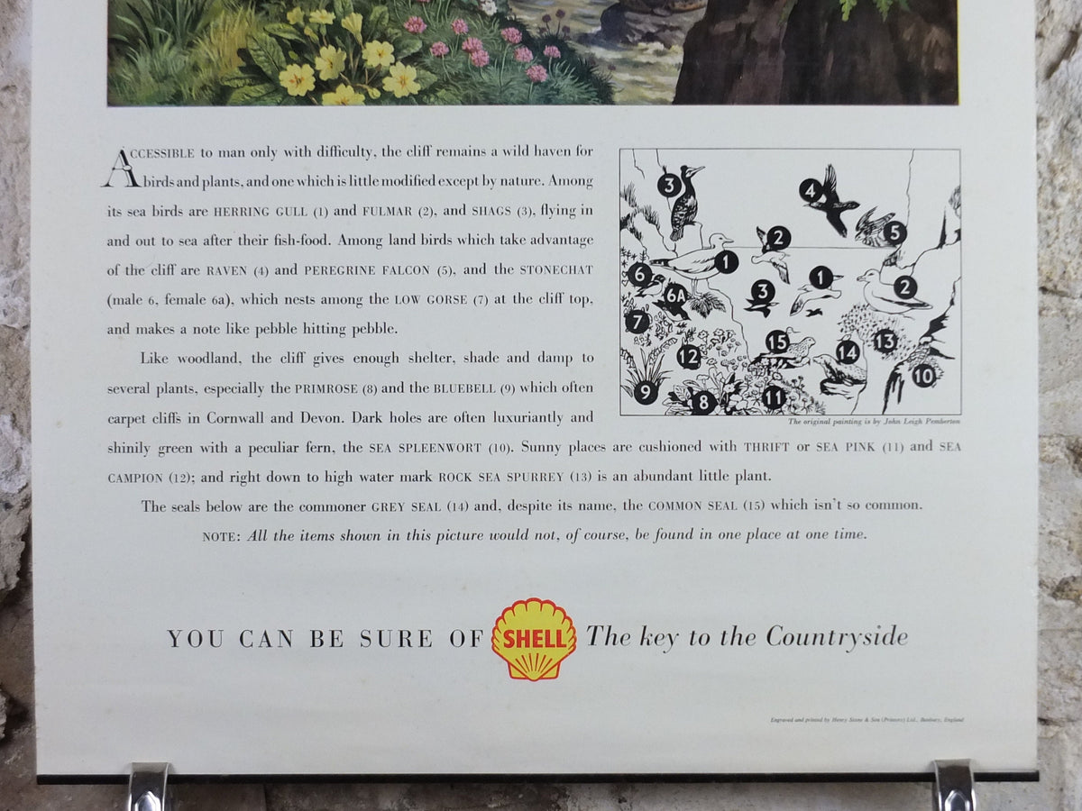 Vintage Shell Guide to Life on the Cliff Poster, botanical and zoological ornithology, educational wall art by John Leigh Pemberton 1950s
