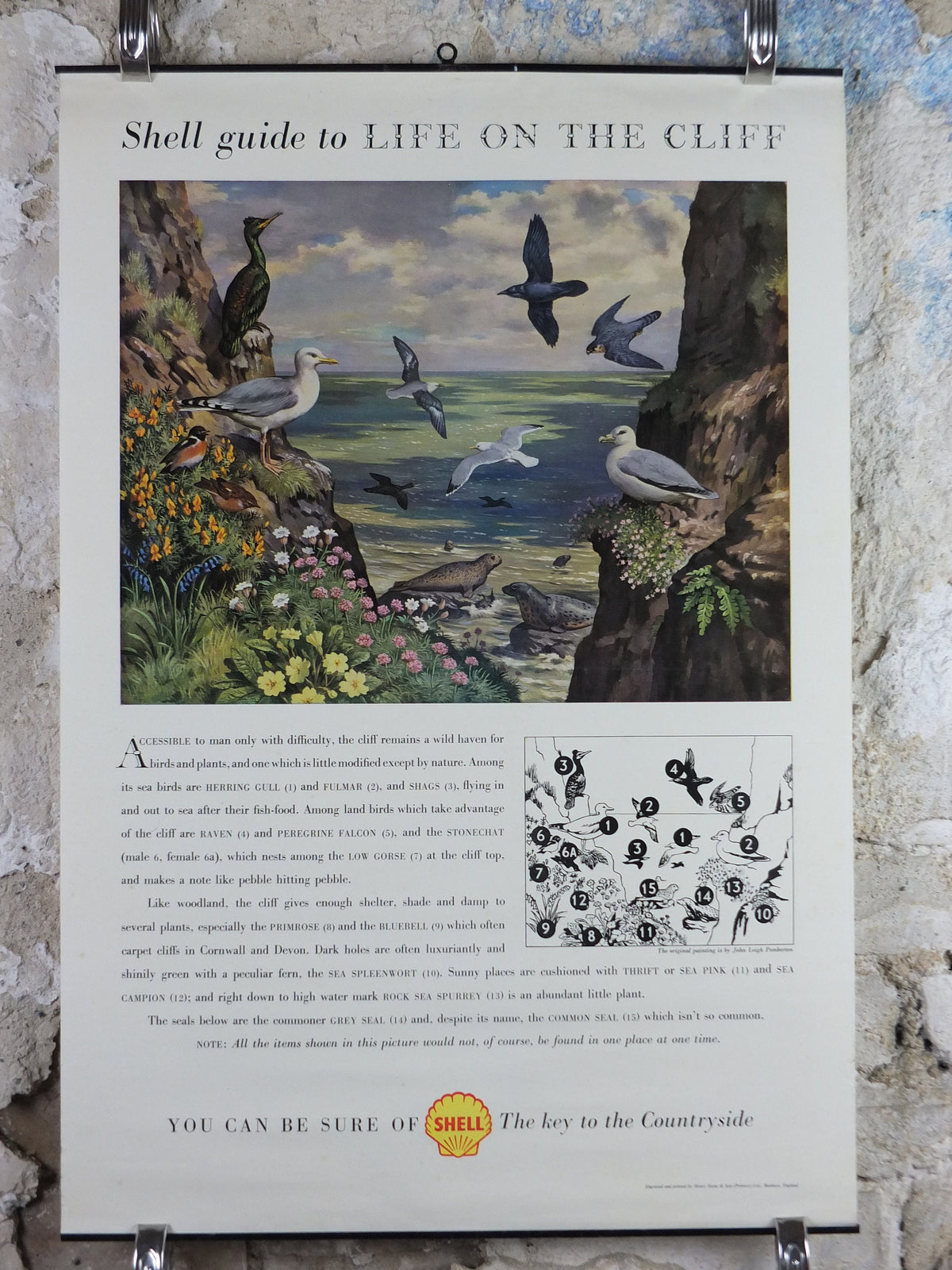Vintage Shell Guide to Life on the Cliff Poster, botanical and zoological ornithology, educational wall art by John Leigh Pemberton 1950s