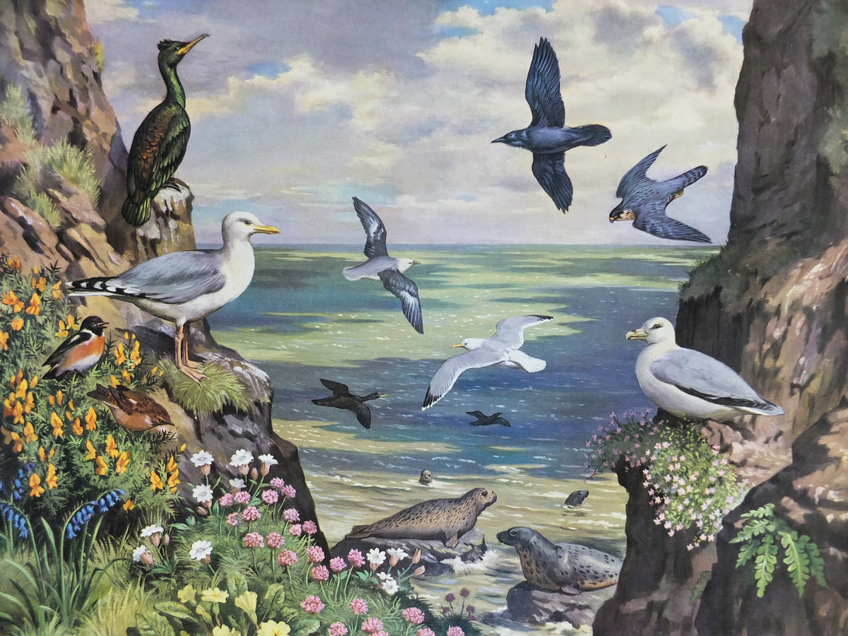 Vintage Shell Guide to Life on the Cliff Poster, botanical and zoological ornithology, educational wall art by John Leigh Pemberton 1950s