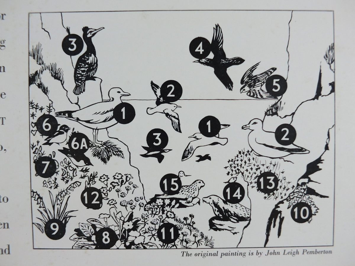 Vintage Shell Guide to Life on the Cliff Poster, botanical and zoological ornithology, educational wall art by John Leigh Pemberton 1950s