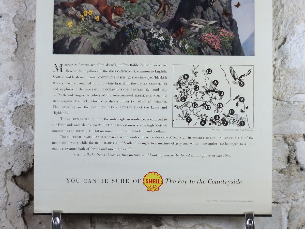 Vintage Shell Guide to Life on the Mountain Poster, botanical and zoological, educational wall art by John Leigh Pemberton 1950s