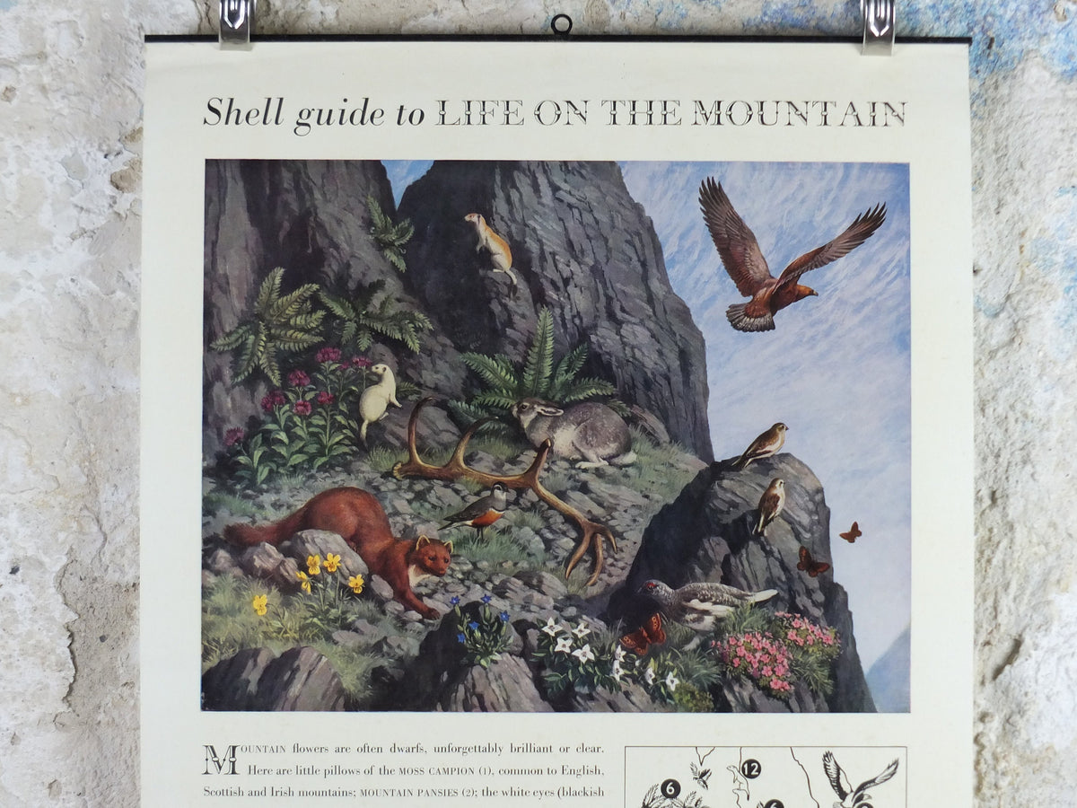 Vintage Shell Guide to Life on the Mountain Poster, botanical and zoological, educational wall art by John Leigh Pemberton 1950s