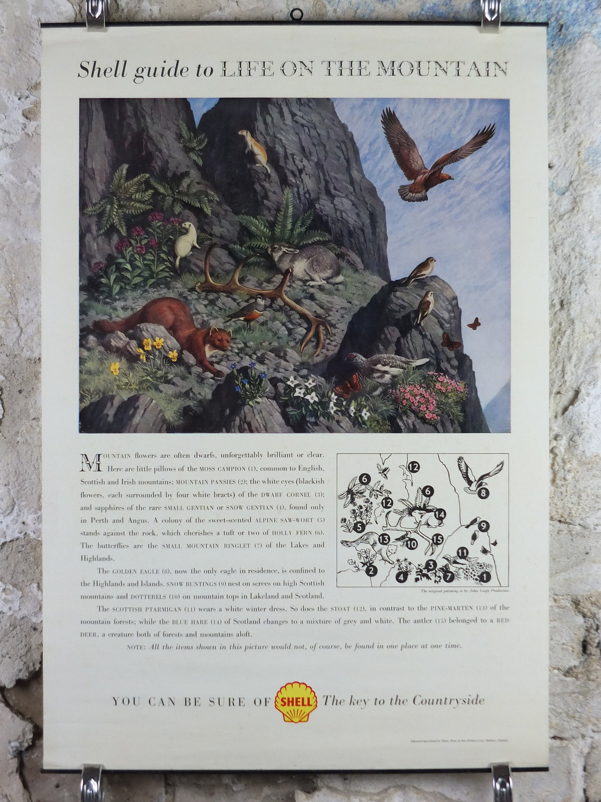 Vintage Shell Guide to Life on the Mountain Poster, botanical and zoological, educational wall art by John Leigh Pemberton 1950s