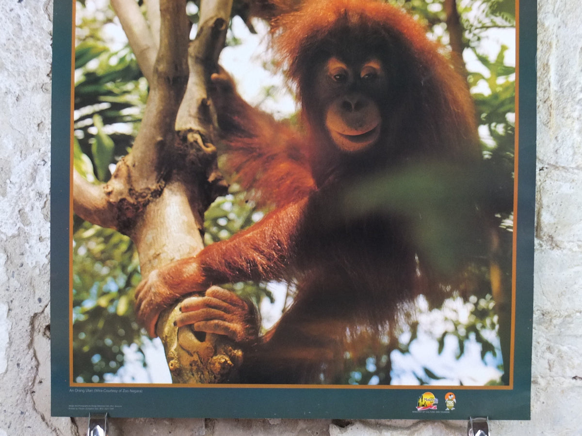 1990 Malaysia Travel Poster, An orang utan from Zoo Negara, A Naturalists Haven, travel tourism, advertising print, wall art retro decor