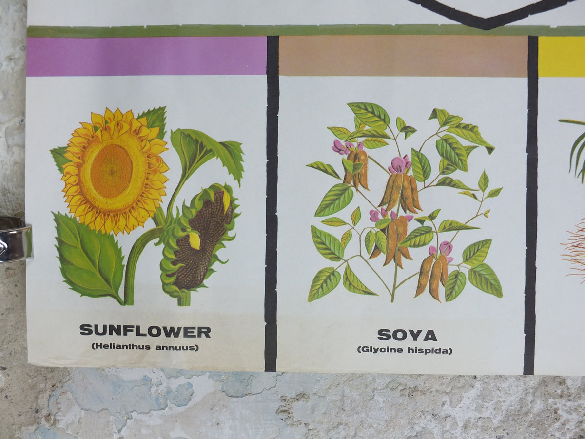 1960s Vegetable Oil Poster, Sources of Vegetable Oil Plants, Sunflower, Cotton, Flax, Soya, Coconut, Advertising, wall art retro decor