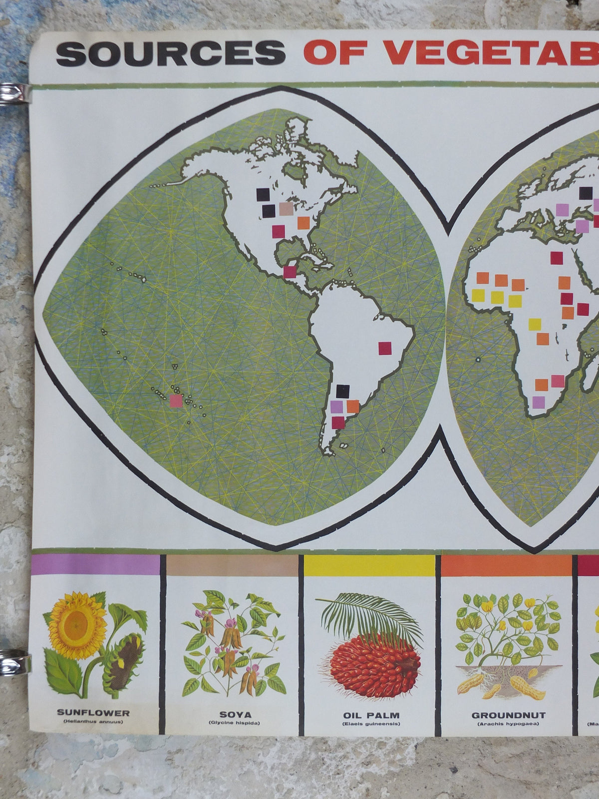 1960s Vegetable Oil Poster, Sources of Vegetable Oil Plants, Sunflower, Cotton, Flax, Soya, Coconut, Advertising, wall art retro decor