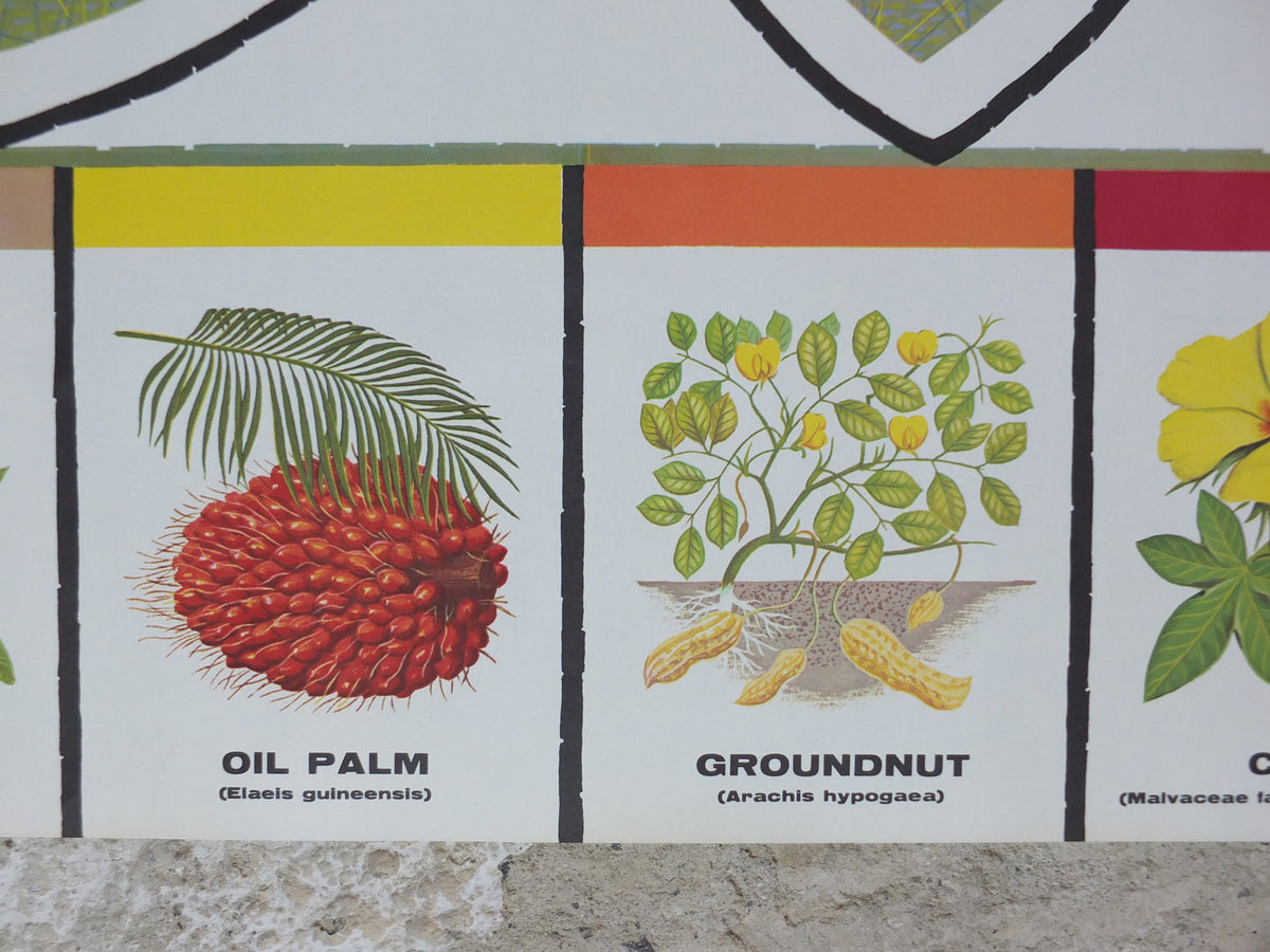 1960s Vegetable Oil Poster, Sources of Vegetable Oil Plants, Sunflower, Cotton, Flax, Soya, Coconut, Advertising, wall art retro decor