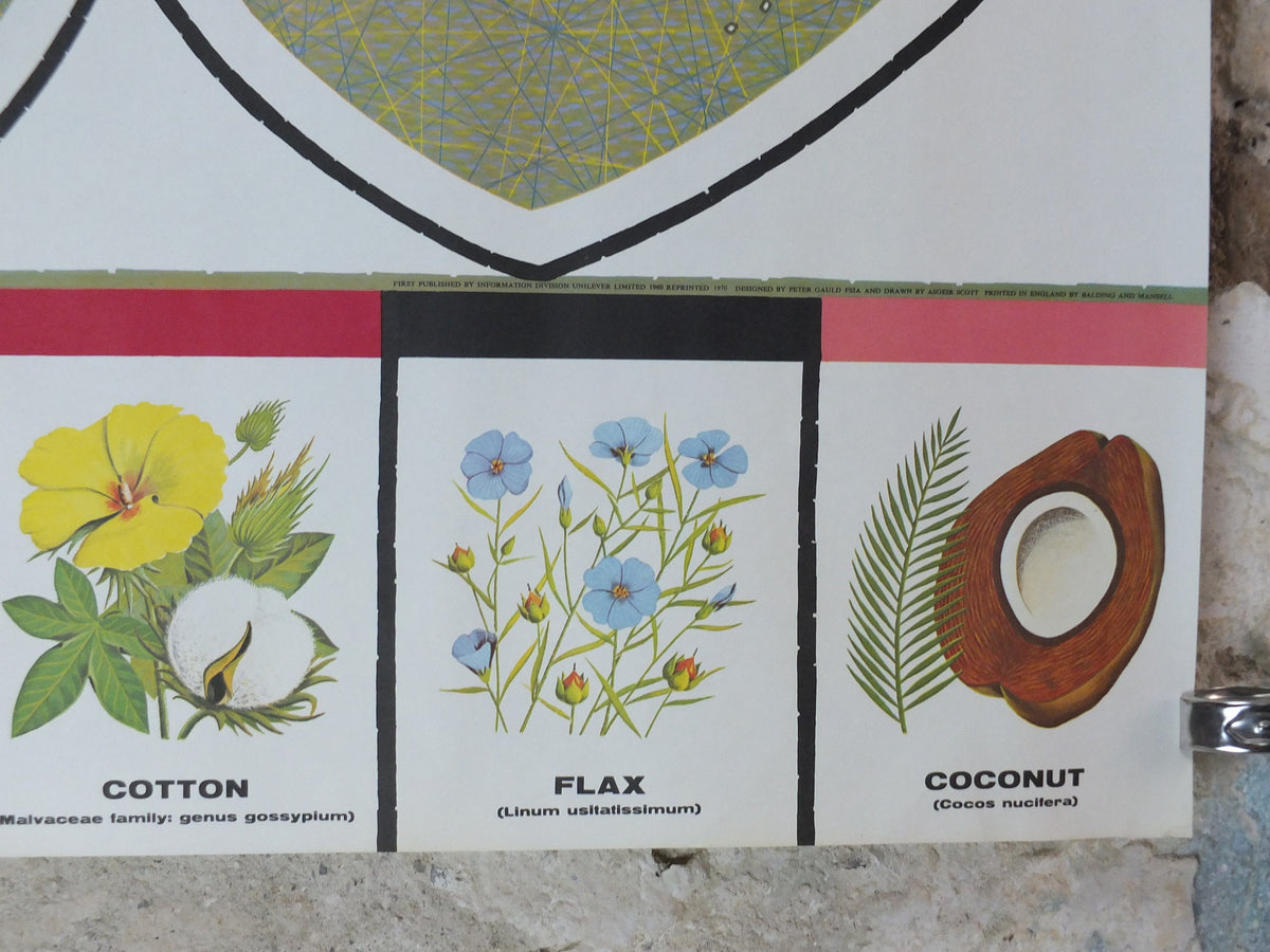 1960s Vegetable Oil Poster, Sources of Vegetable Oil Plants, Sunflower, Cotton, Flax, Soya, Coconut, Advertising, wall art retro decor