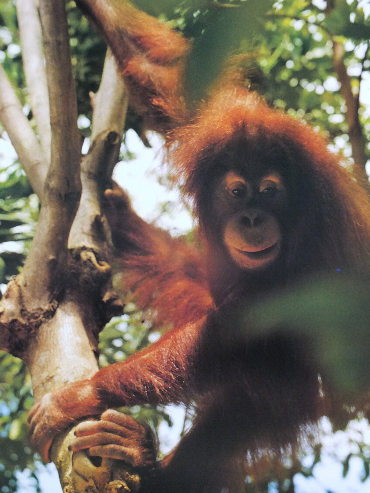 1990 Malaysia Travel Poster, An orang utan from Zoo Negara, A Naturalists Haven, travel tourism, advertising print, wall art retro decor