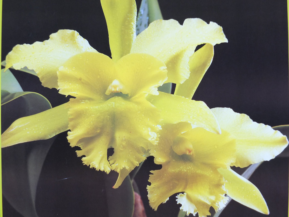 1990 Malaysia Travel Poster, Orchids, The Home of Exotic Blooms, travel tourism, advertising print, wall art retro decor
