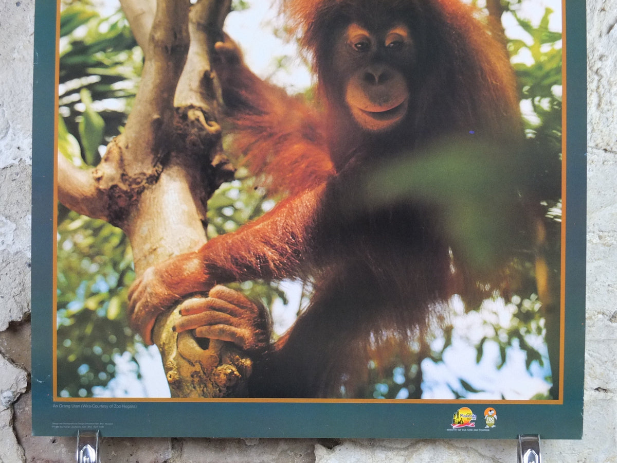1990 Malaysia Travel Poster, An orang utan from Zoo Negara, A Naturalists Haven, travel tourism, advertising print, wall art retro decor