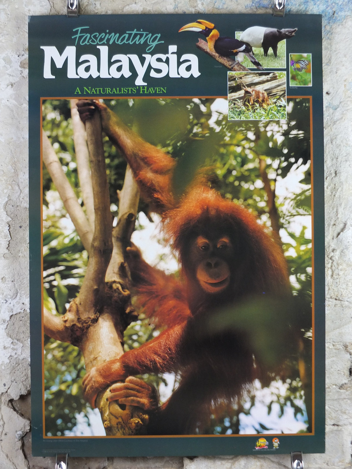 1990 Malaysia Travel Poster, An orang utan from Zoo Negara, A Naturalists Haven, travel tourism, advertising print, wall art retro decor