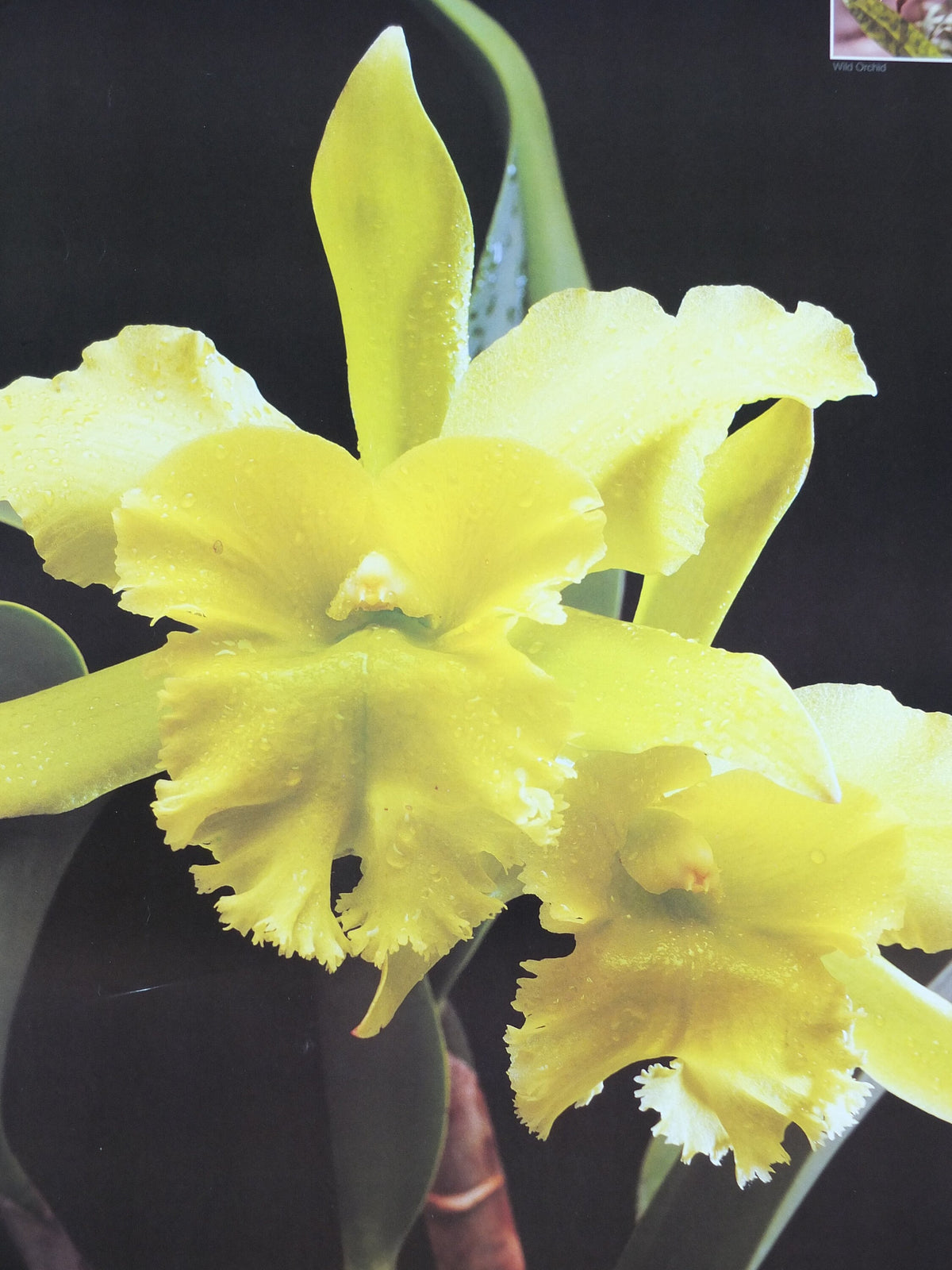 1990 Malaysia Travel Poster, Orchids, The Home of Exotic Blooms, travel tourism, advertising print, wall art retro decor