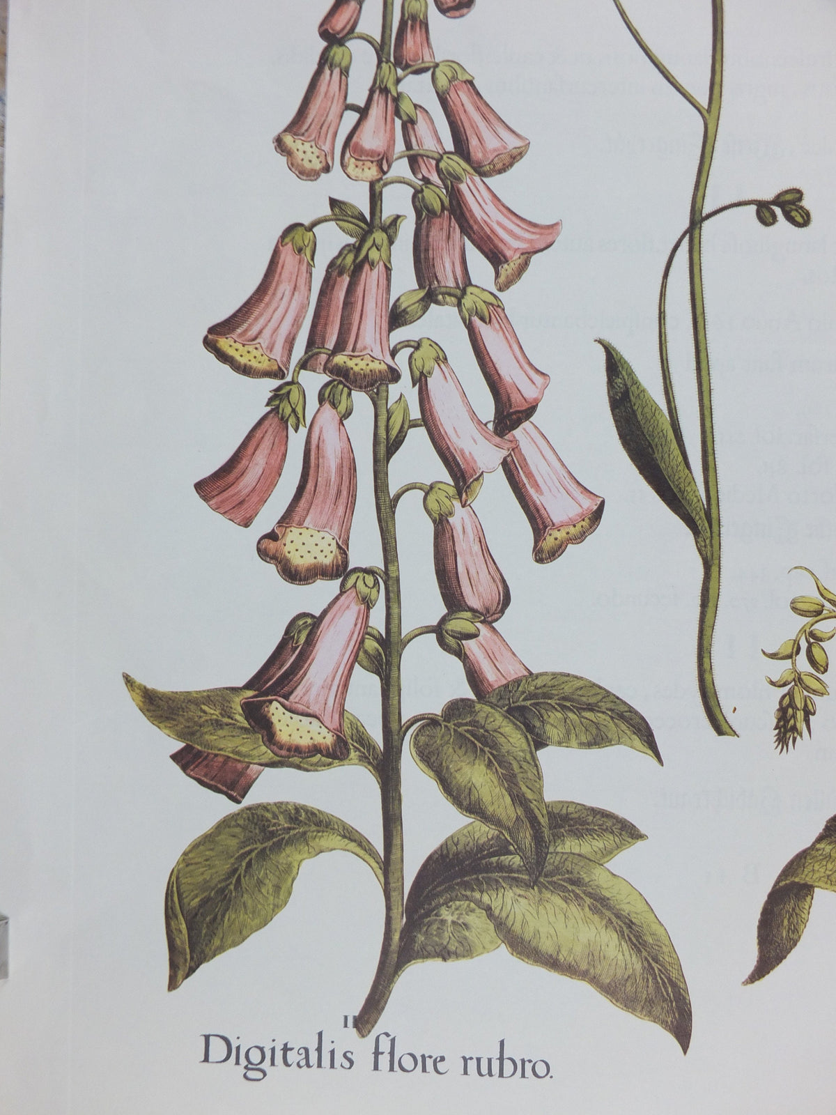 Vintage Foxgloves Poster, Digitalis flore rubro, Besler, Basilius. Rudolf Kosow Hortus Eystettensis, wall art retro decor 1970s reproduction
