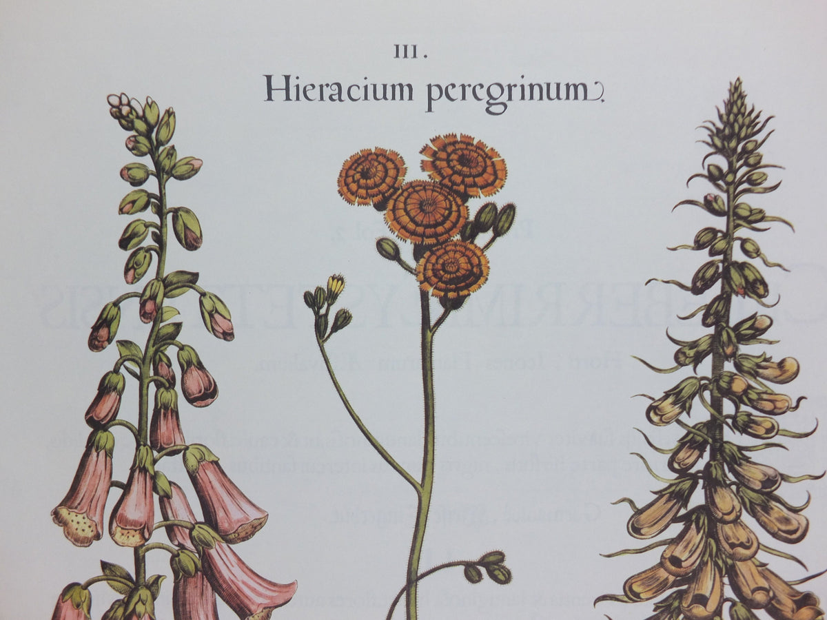 Vintage Foxgloves Poster, Digitalis flore rubro, Besler, Basilius. Rudolf Kosow Hortus Eystettensis, wall art retro decor 1970s reproduction