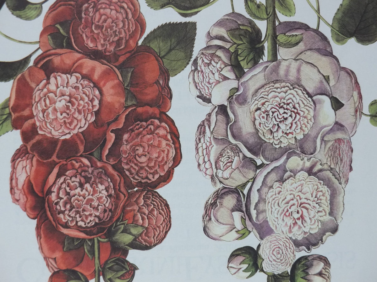 Vintage Hollyhock Poster, Malua Rosea Multiplex, Besler, Basilius. Rudolf Kosow Hortus Eystettensis, wall art retro decor 1970s reproduction