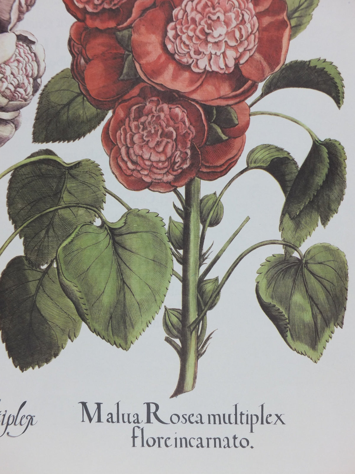 Vintage Hollyhock Poster, Malua Rosea Multiplex, Besler, Basilius. Rudolf Kosow Hortus Eystettensis, wall art retro decor 1970s reproduction