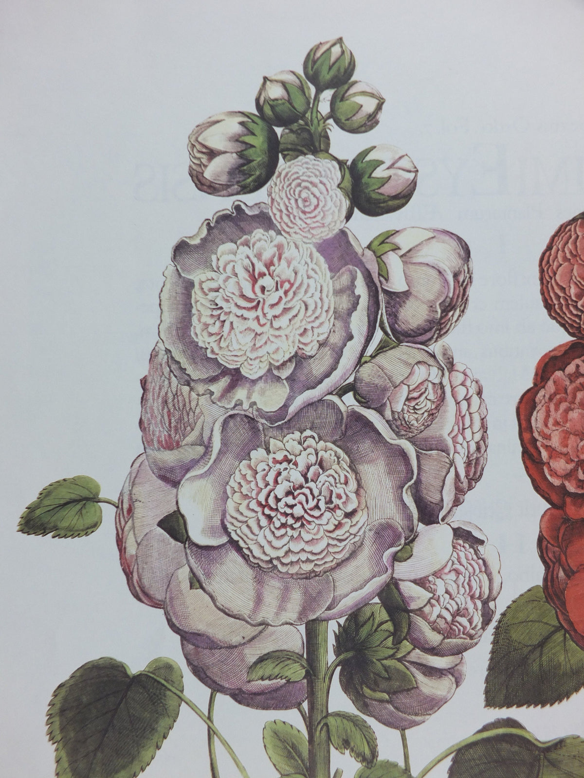 Vintage Hollyhock Poster, Malua Rosea Multiplex, Besler, Basilius. Rudolf Kosow Hortus Eystettensis, wall art retro decor 1970s reproduction