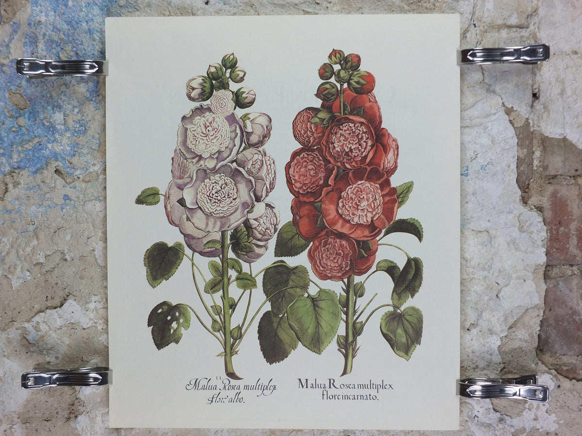 Vintage Hollyhock Poster, Malua Rosea Multiplex, Besler, Basilius. Rudolf Kosow Hortus Eystettensis, wall art retro decor 1970s reproduction