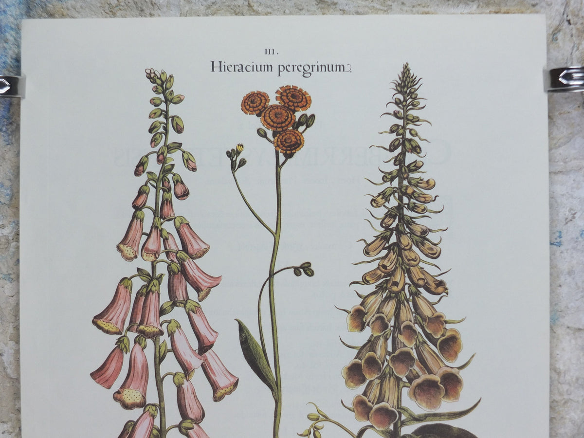 Vintage Foxgloves Poster, Digitalis flore rubro, Besler, Basilius. Rudolf Kosow Hortus Eystettensis, wall art retro decor 1970s reproduction
