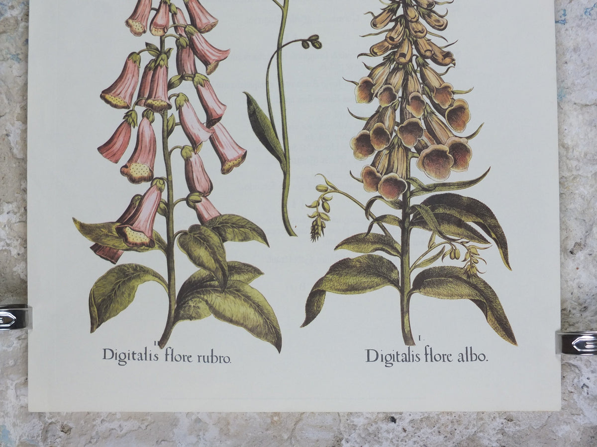 Vintage Foxgloves Poster, Digitalis flore rubro, Besler, Basilius. Rudolf Kosow Hortus Eystettensis, wall art retro decor 1970s reproduction