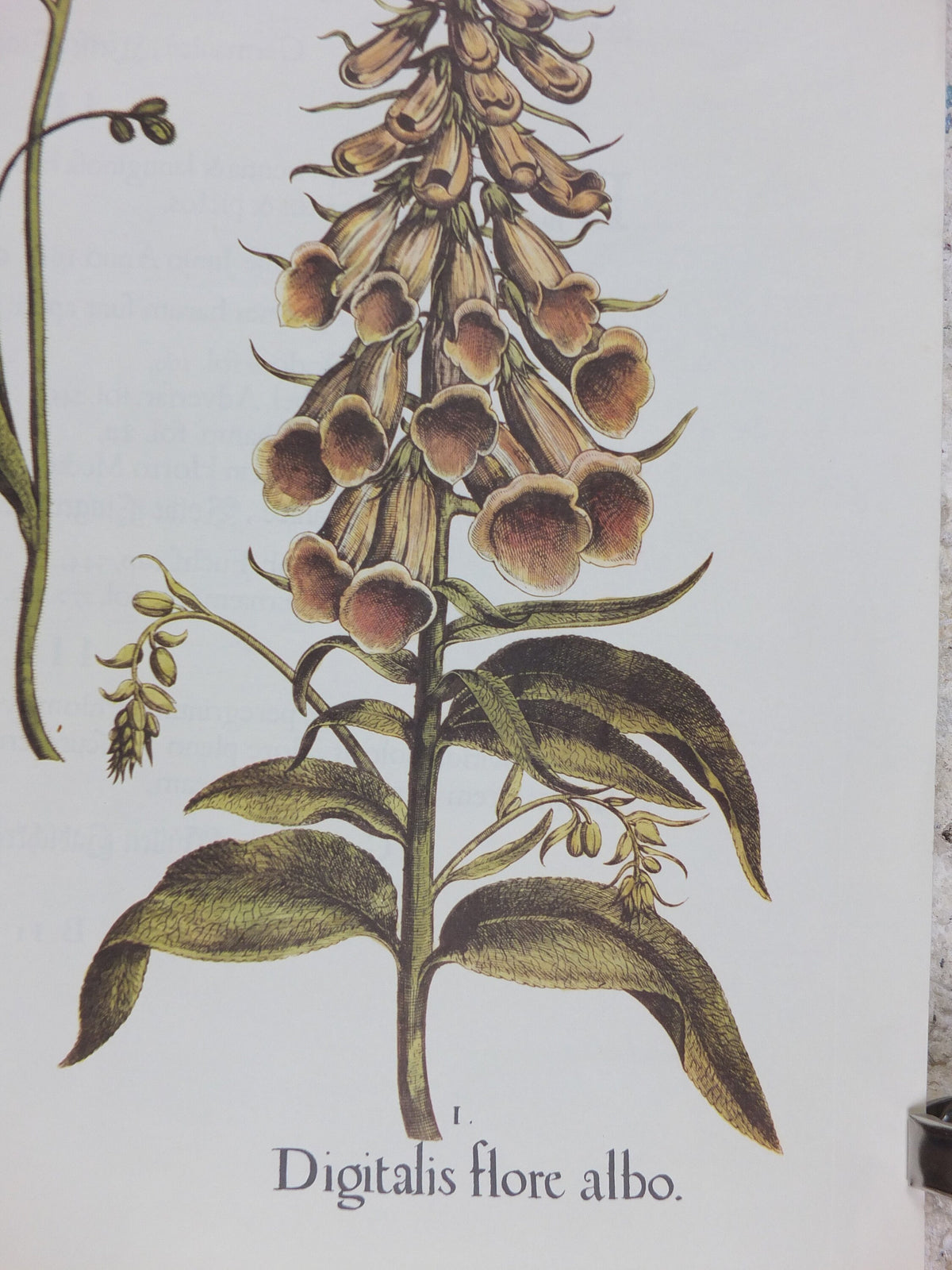 Vintage Foxgloves Poster, Digitalis flore rubro, Besler, Basilius. Rudolf Kosow Hortus Eystettensis, wall art retro decor 1970s reproduction