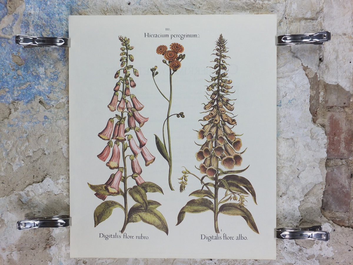 Vintage Foxgloves Poster, Digitalis flore rubro, Besler, Basilius. Rudolf Kosow Hortus Eystettensis, wall art retro decor 1970s reproduction
