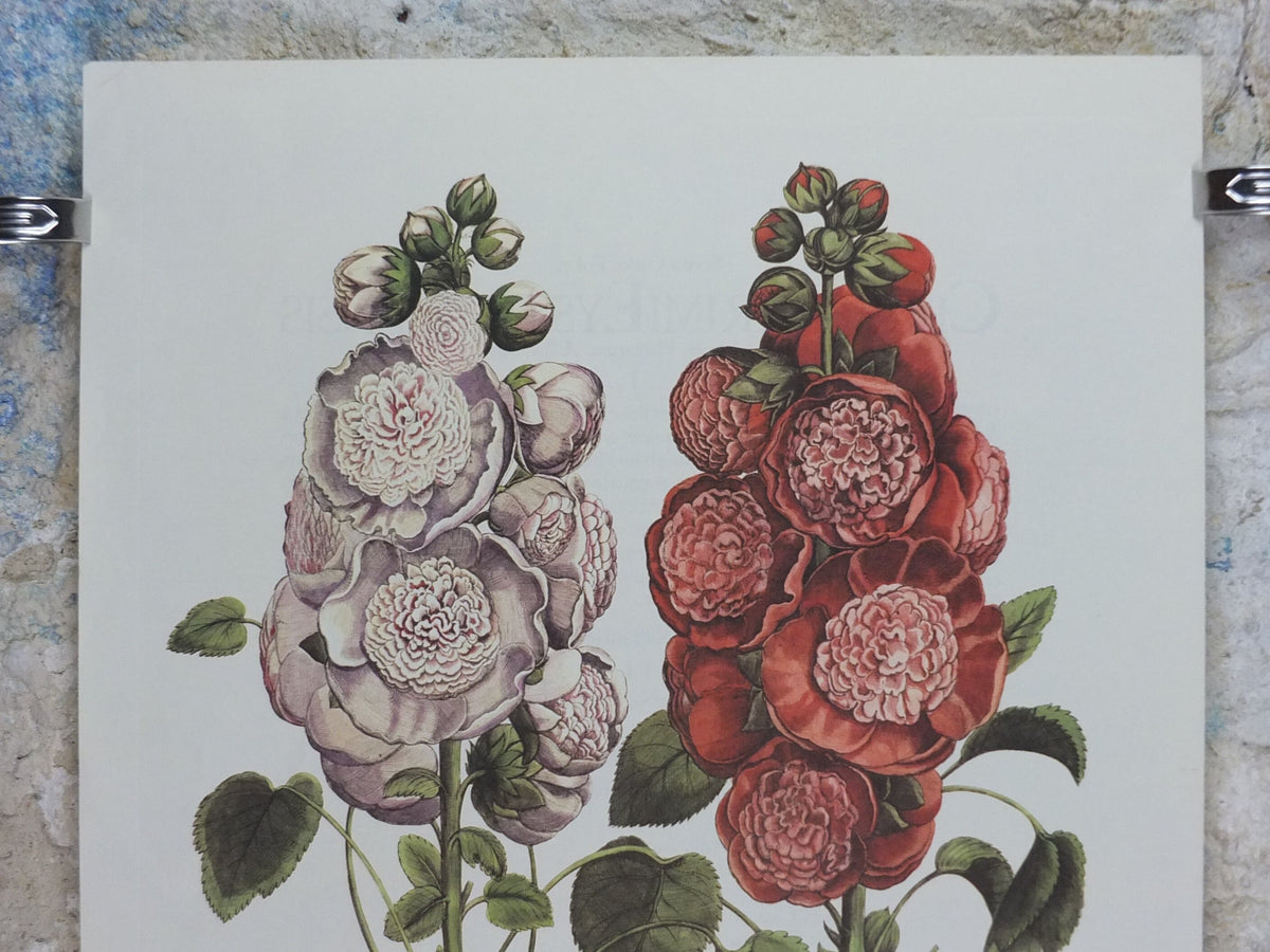 Vintage Hollyhock Poster, Malua Rosea Multiplex, Besler, Basilius. Rudolf Kosow Hortus Eystettensis, wall art retro decor 1970s reproduction