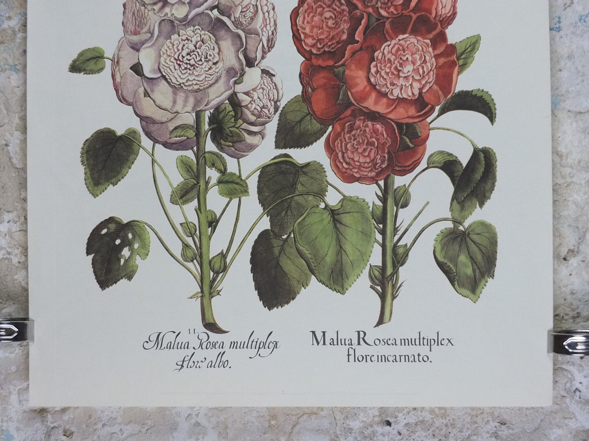 Vintage Hollyhock Poster, Malua Rosea Multiplex, Besler, Basilius. Rudolf Kosow Hortus Eystettensis, wall art retro decor 1970s reproduction
