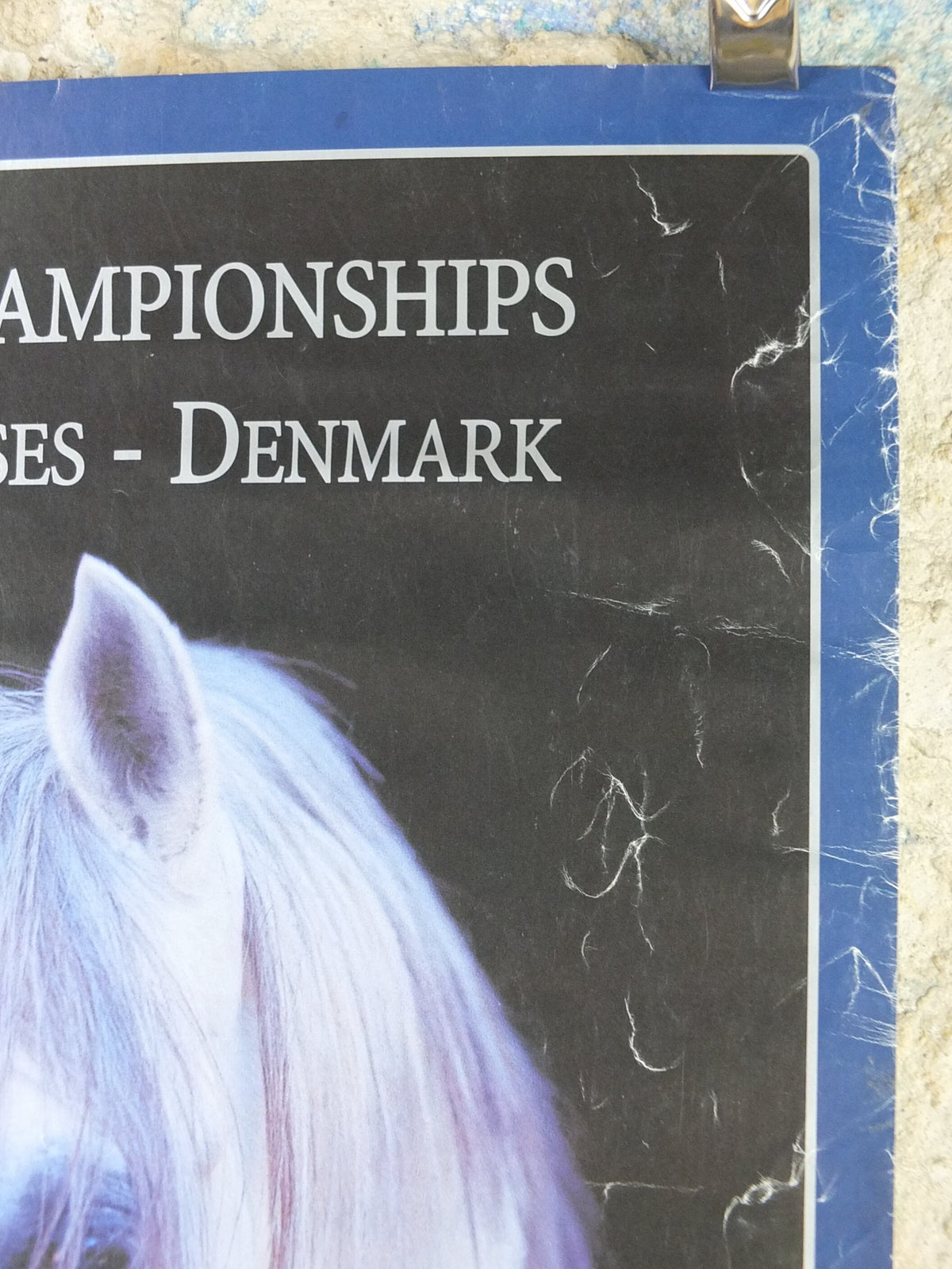 2000 Arabian Horses Poster, European Championships for Arabian Horses, Vilhelmsborg Denmark, Equestrian, wall art decor