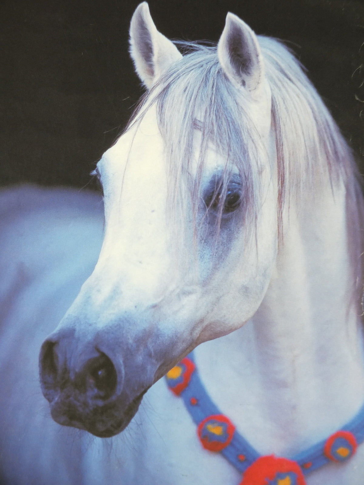 2000 Arabian Horses Poster, European Championships for Arabian Horses, Vilhelmsborg Denmark, Equestrian, wall art decor