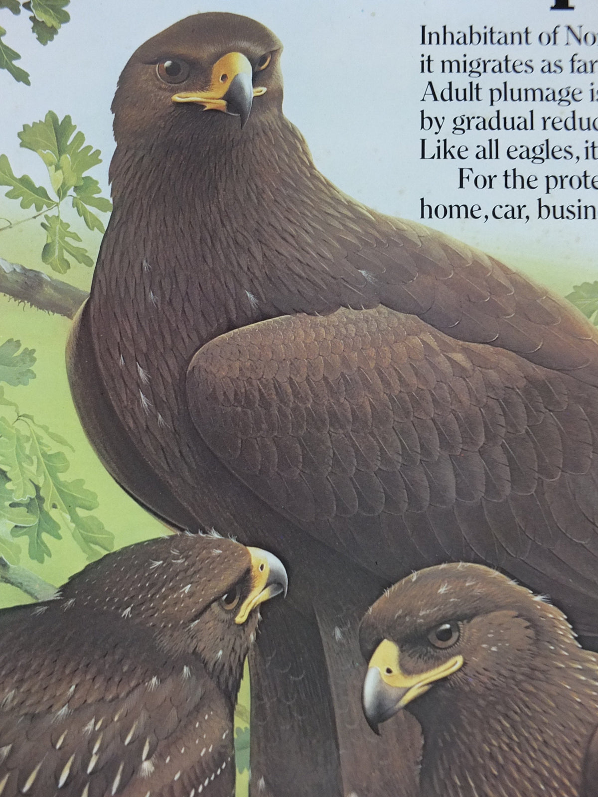 1980 Greater Spotted Eagle Poster, Eagle Star Insurance, by Trevor Boyer, protected Eagles #8, fauna, zoology, wall art decor