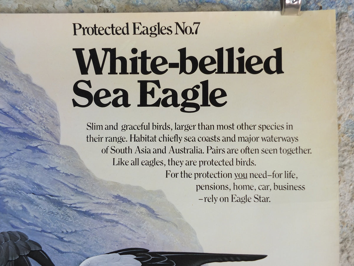 1980 White Bellied Sea Eagle Poster, Eagle Star Insurance, by Trevor Boyer, protected Eagles #7, fauna, zoology, wall art decor