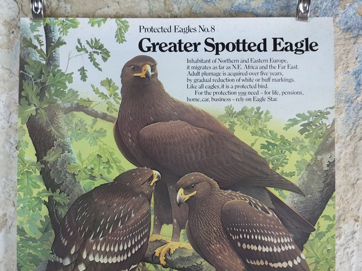 1980 Greater Spotted Eagle Poster, Eagle Star Insurance, by Trevor Boyer, protected Eagles #8, fauna, zoology, wall art decor