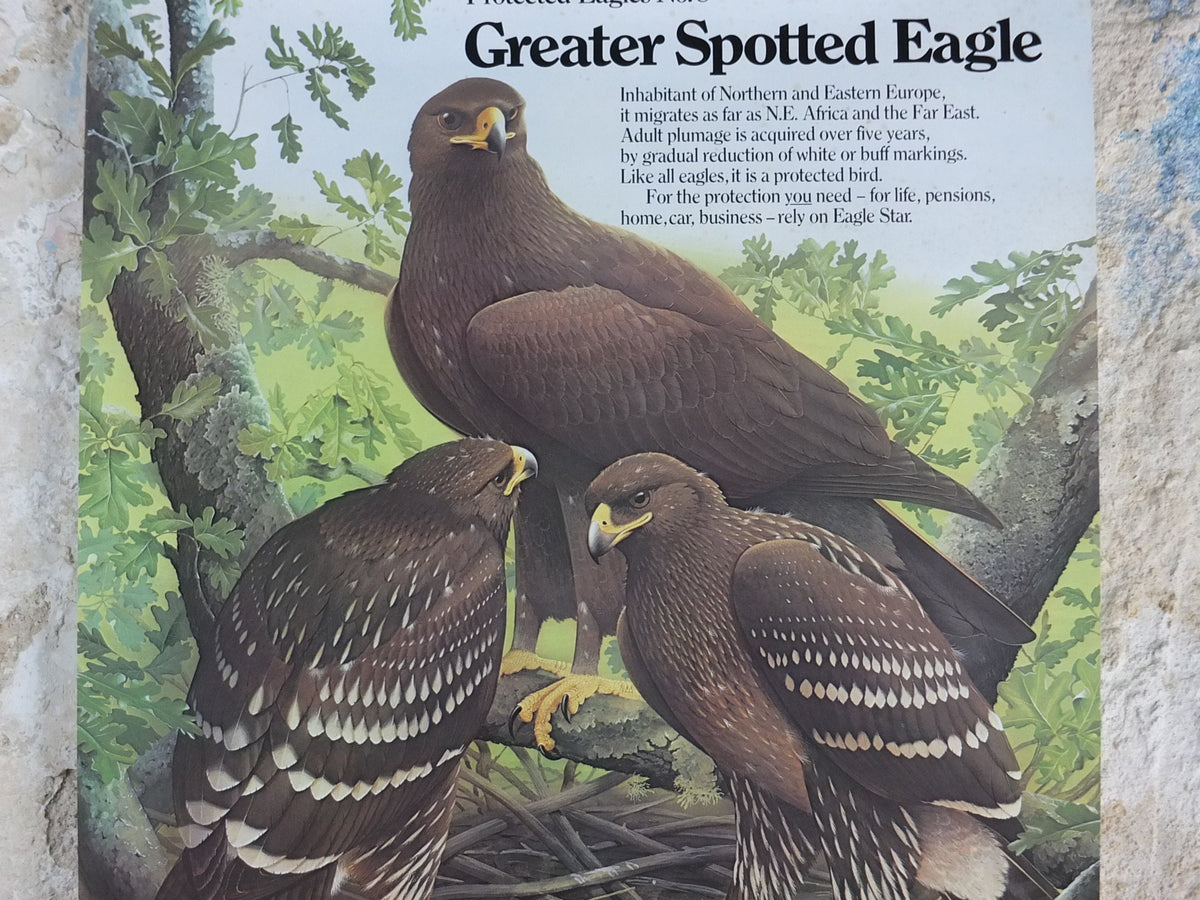 1980 Greater Spotted Eagle Poster, Eagle Star Insurance, by Trevor Boyer, protected Eagles #8, fauna, zoology, wall art decor