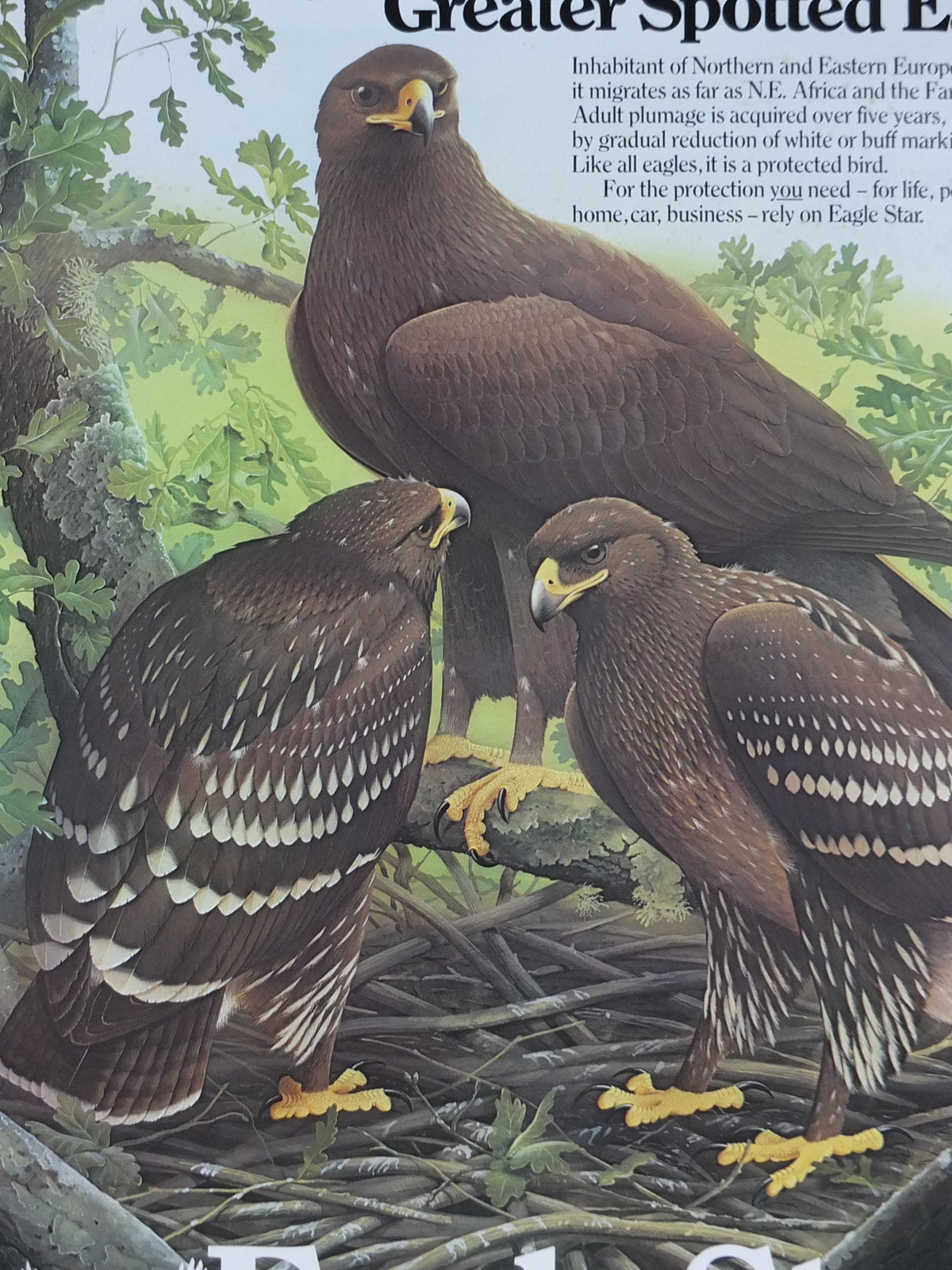 1980 Greater Spotted Eagle Poster, Eagle Star Insurance, by Trevor Boyer, protected Eagles #8, fauna, zoology, wall art decor