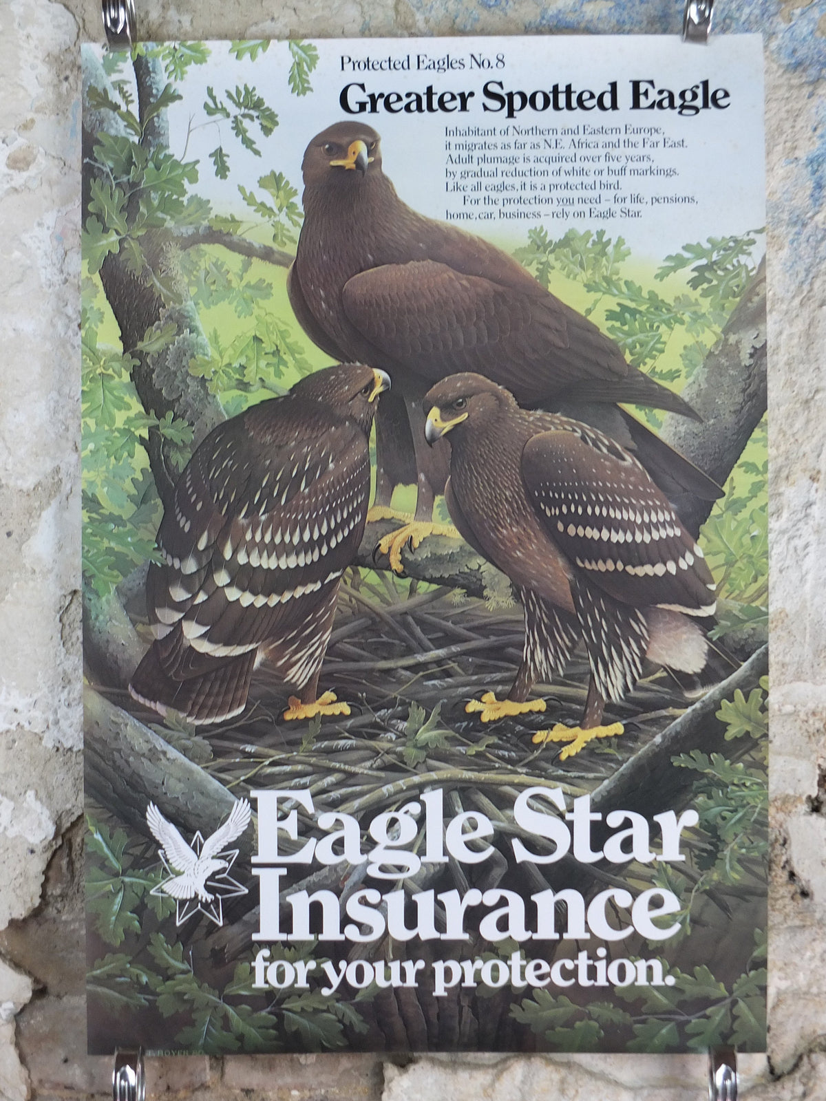 1980 Greater Spotted Eagle Poster, Eagle Star Insurance, by Trevor Boyer, protected Eagles #8, fauna, zoology, wall art decor