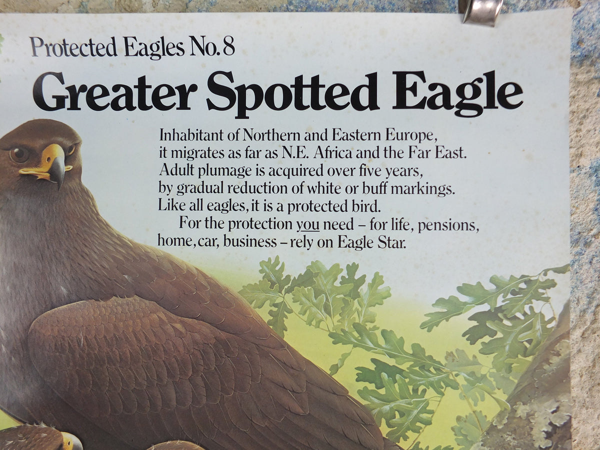 1980 Greater Spotted Eagle Poster, Eagle Star Insurance, by Trevor Boyer, protected Eagles #8, fauna, zoology, wall art decor