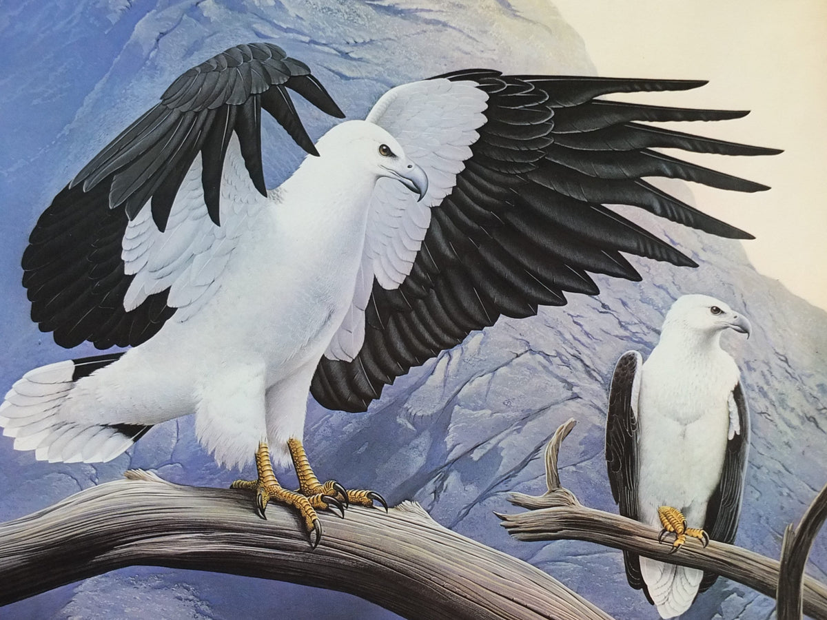 1980 White Bellied Sea Eagle Poster, Eagle Star Insurance, by Trevor Boyer, protected Eagles #7, fauna, zoology, wall art decor