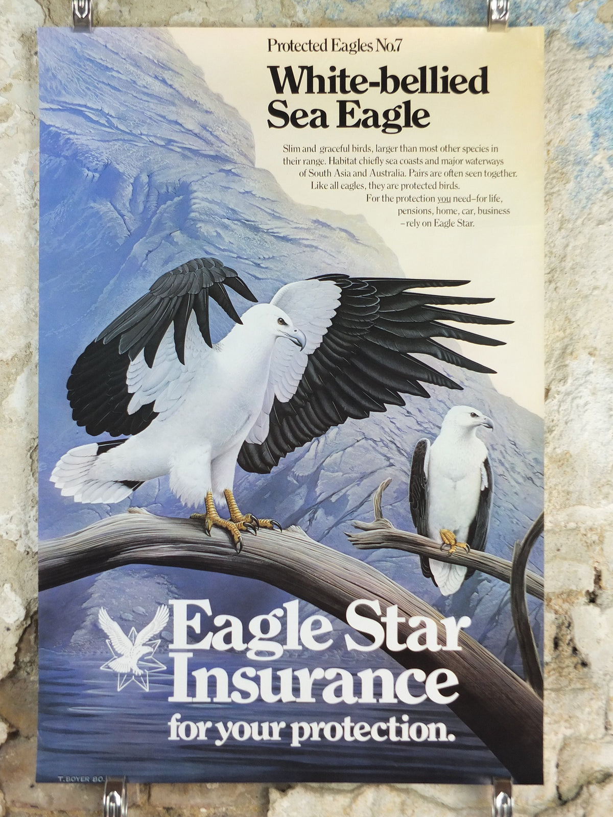 1980 White Bellied Sea Eagle Poster, Eagle Star Insurance, by Trevor Boyer, protected Eagles #7, fauna, zoology, wall art decor