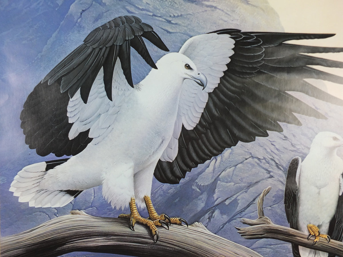 1980 White Bellied Sea Eagle Poster, Eagle Star Insurance, by Trevor Boyer, protected Eagles #7, fauna, zoology, wall art decor