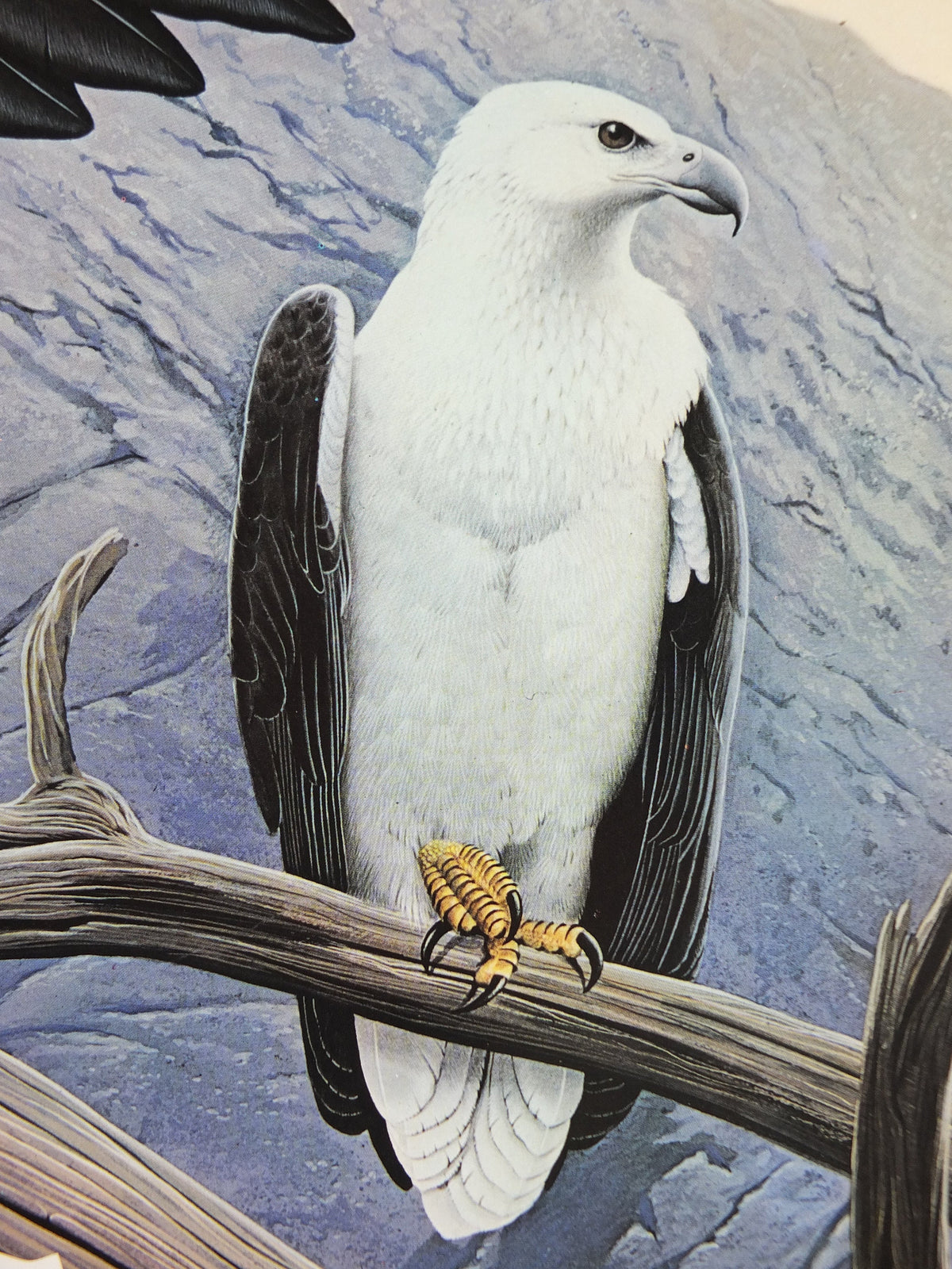 1980 White Bellied Sea Eagle Poster, Eagle Star Insurance, by Trevor Boyer, protected Eagles #7, fauna, zoology, wall art decor