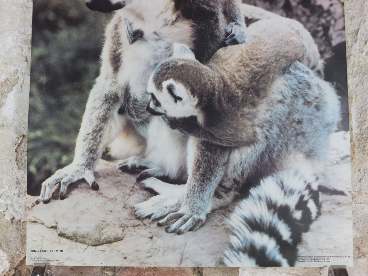 1980s Ring-tailed Lemurs Poster, from Blackpool Zoo, zoology and fauna, wall art decor