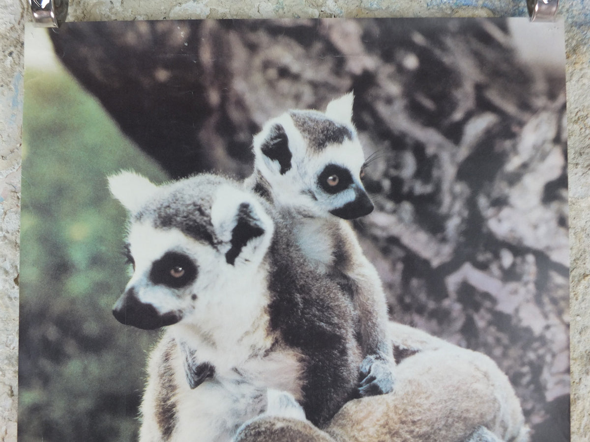 1980s Ring-tailed Lemurs Poster, from Blackpool Zoo, zoology and fauna, wall art decor