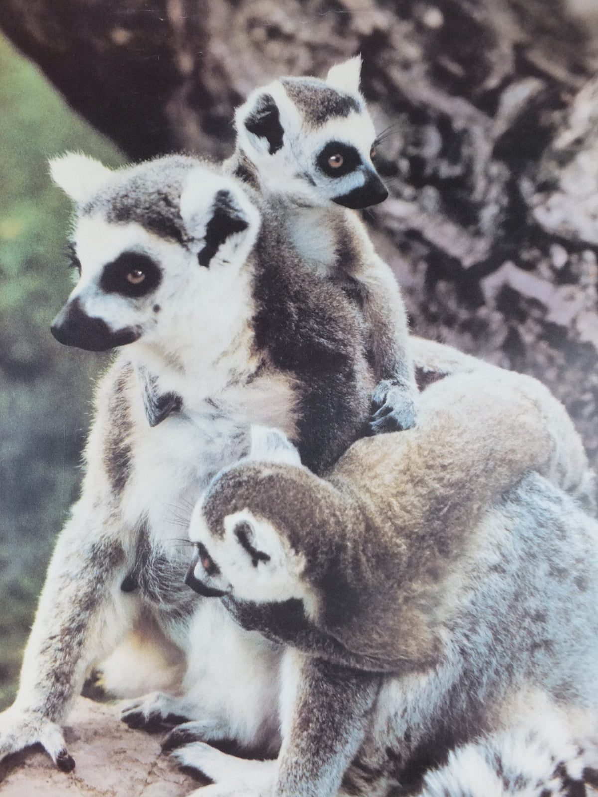 1980s Ring-tailed Lemurs Poster, from Blackpool Zoo, zoology and fauna, wall art decor