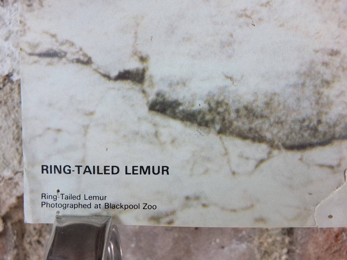 1980s Ring-tailed Lemurs Poster, from Blackpool Zoo, zoology and fauna, wall art decor