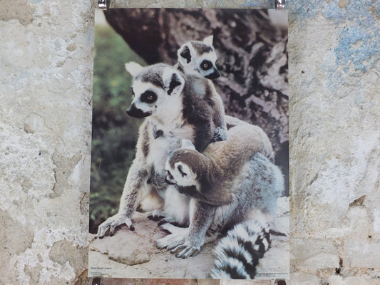 1980s Ring-tailed Lemurs Poster, from Blackpool Zoo, zoology and fauna, wall art decor